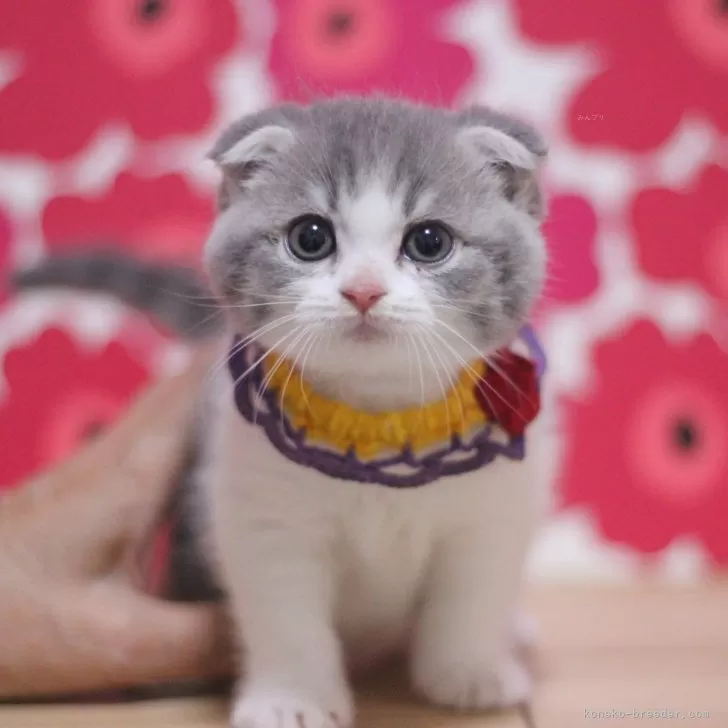 ID:2501-00073の子猫