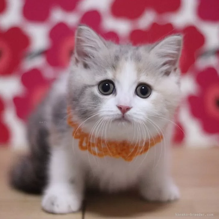 ID：2508-01574の子猫