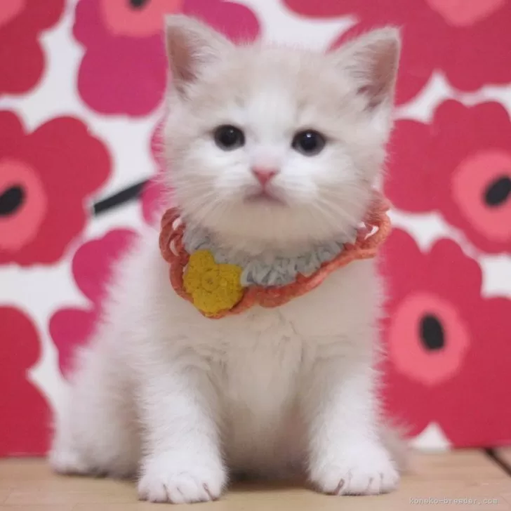 ID:2510-02092の子猫