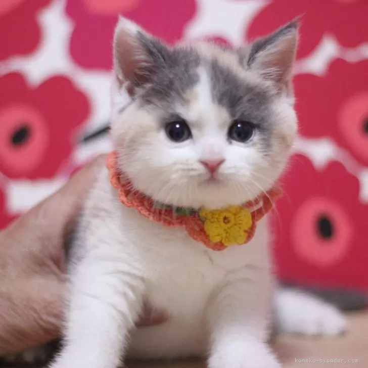 ID:2501-01362の子猫