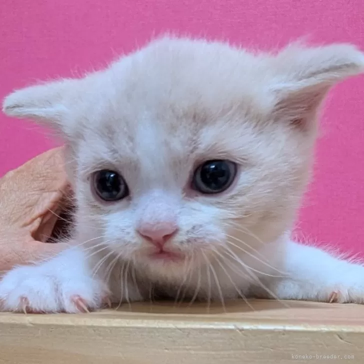 ID：2502-00029の子猫