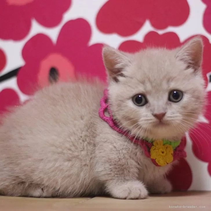 ID:2506-03083の子猫