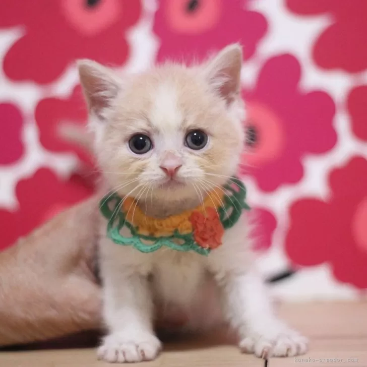 ID:2501-00082の子猫