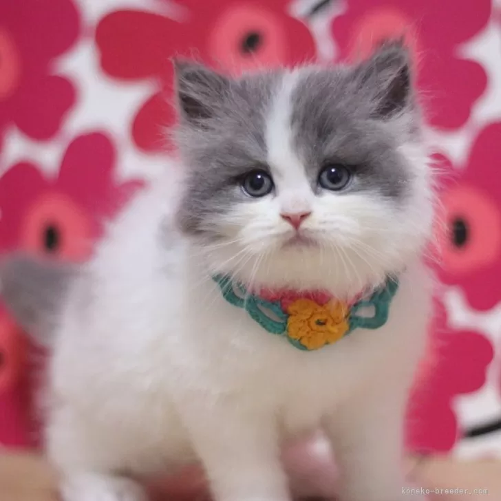 ID：2508-02537の子猫