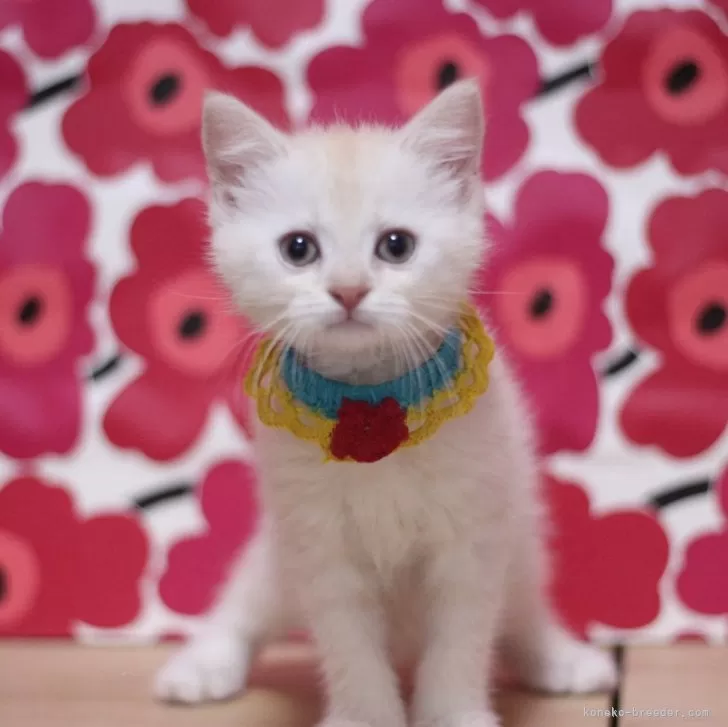 ID:2503-01218の子猫