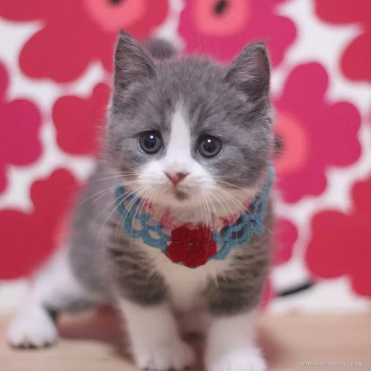 ID:2503-01173の子猫