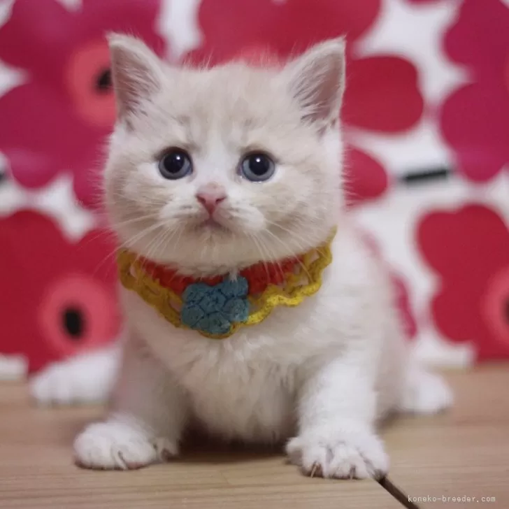 ID：2508-02846の子猫