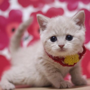 マンチカン【東京都・女の子・2025年9月22日・クリームタビー（ショートヘアー）】の写真「とても元気で可愛い足長の女の子です♥」