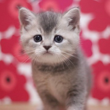 スコティッシュフォールド(立ち耳)【東京都・女の子・2025年10月25日・ブルータビー（ショートヘアー）】の写真「とても可愛い立ち耳の女の子です♥」