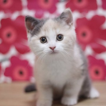 スコティッシュフォールド(立ち耳)【東京都・女の子・2025年9月29日・ダイリュートキャリコ（ショートヘアー）】の写真「とても可愛い女の子です♥」