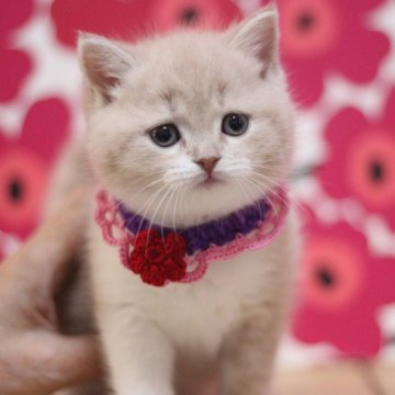 スコティッシュフォールド(立ち耳)【東京都・女の子・2025年10月20日・クリームタビー&ホワイト（ショートヘアー）】の写真「とても可愛い立ち耳の女の子です♥」