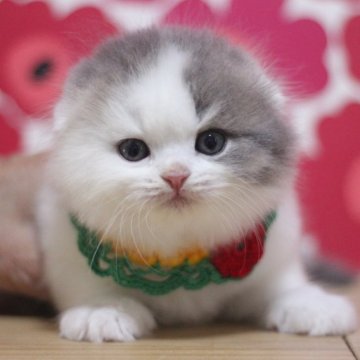 スコティッシュフォールド(折れ耳)【東京都・男の子・2025年10月20日・ブルータビー&ホワイト（ロングヘアー）】の写真「とても可愛い折れ耳の男の子です♥」