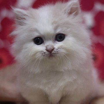 マンチカン(短足)【東京都・男の子・2025年6月23日・クリームタビー&ホワイト（ロングヘアー）】の写真「ロングヘアーの為！！格安価格♥」