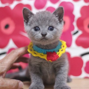 マンチカン(長足)【東京都・男の子・2025年4月13日・ブルータビー】の写真「とても可愛い男の子です♥」