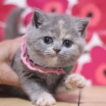 マンチカン(長足)【東京都・女の子・2025年4月22日・ブルークリーム】の写真「まん丸顔の可愛い足長の女の子です♥」