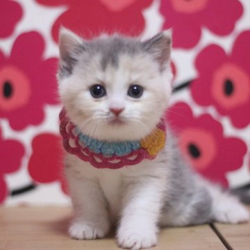 マンチカン(長足)【東京都・女の子・2025年9月26日・ダイリュートキャリコ(ショートヘアー)】の写真「とっても可愛い足長の女の子です♥」