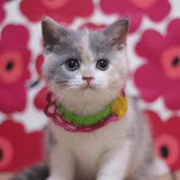 マンチカン(長足)【東京都・女の子・2025年10月17日・ダイリュートキャリコ（ショートヘアー）】の写真「とても可愛い足長の女の子です♥」