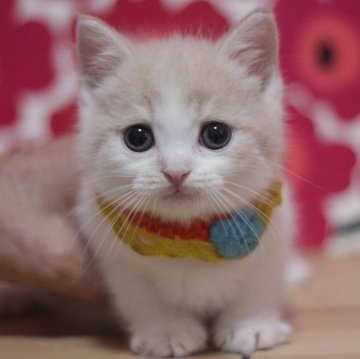 マンチカン(長足)【東京都・男の子・2026年1月1日・クリームタビー&ホワイト（ショートヘアー）】の写真「とっても可愛い足長の男の子です♥」