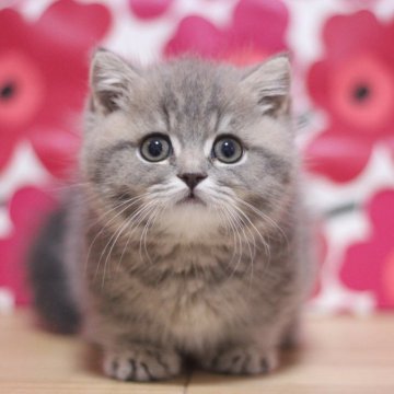 ミヌエット(短足)【東京都・男の子・2025年10月1日・ブルータビー（ショートヘア－）】の写真「とても可愛い短足の男の子です♥」