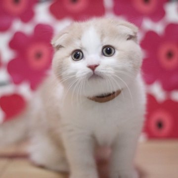 スコティッシュフォールド(折れ耳)【東京都・男の子・2025年9月29日・クリームタビー&ホワイト（ショートヘアー）】の写真「とても可愛い折れ耳の男の子です♥」