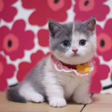 マンチカン(短足)【東京都・女の子・2025年9月26日・ダイリュートキャリコ（ショートヘアー）】の写真「とっても可愛い短足の女の子です♥」