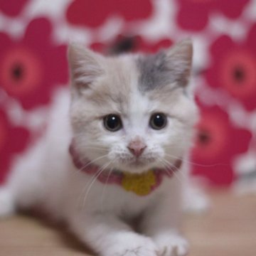 マンチカン(長足)【東京都・女の子・2025年4月12日・ダイリュートキャリコ】の写真「元気で可愛い足長の女の子です♥」