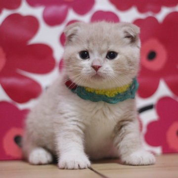 スコティッシュフォールド(折れ耳)【東京都・男の子・2025年9月15日・クリームタビー&ホワイト（ショートヘアー）】の写真「可愛い折れ耳の男の子です♥」