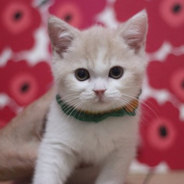 スコティッシュフォールド(立ち耳)【東京都・男の子・2025年10月7日・クリームタビー&ホワイト（ショートヘアー）】の写真「とても可愛い男の子です♥」