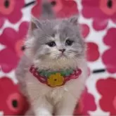 ブリティッシュショートヘア