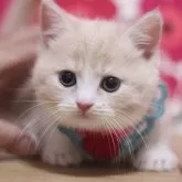 マンチカン(短足)