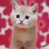 スコティッシュフォールド(立ち耳)