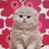 スコティッシュフォールド(折れ耳)