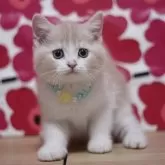 マンチカン(長足)