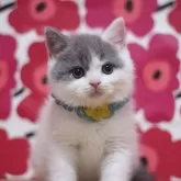 ブリティッシュショートヘア