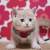 マンチカン(長足)