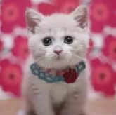 スコティッシュフォールド(立ち耳)