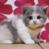 マンチカン(長足)