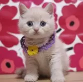 マンチカン(長足)