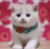 ブリティッシュショートヘア