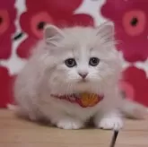 ミヌエット(長足)