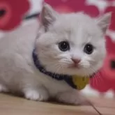 マンチカン(短足)