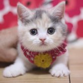ブリティッシュショートヘア