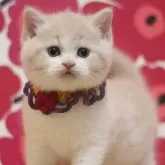 ブリティッシュショートヘア