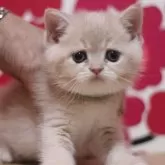 スコティッシュフォールド(立ち耳)