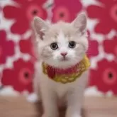 ブリティッシュショートヘア