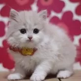 マンチカン(長足)