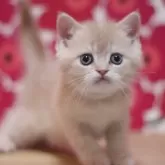 スコティッシュフォールド(立ち耳)