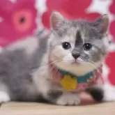 スコティッシュフォールド(立ち耳)