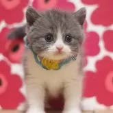 ブリティッシュショートヘア