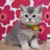 スコティッシュフォールド(立ち耳)